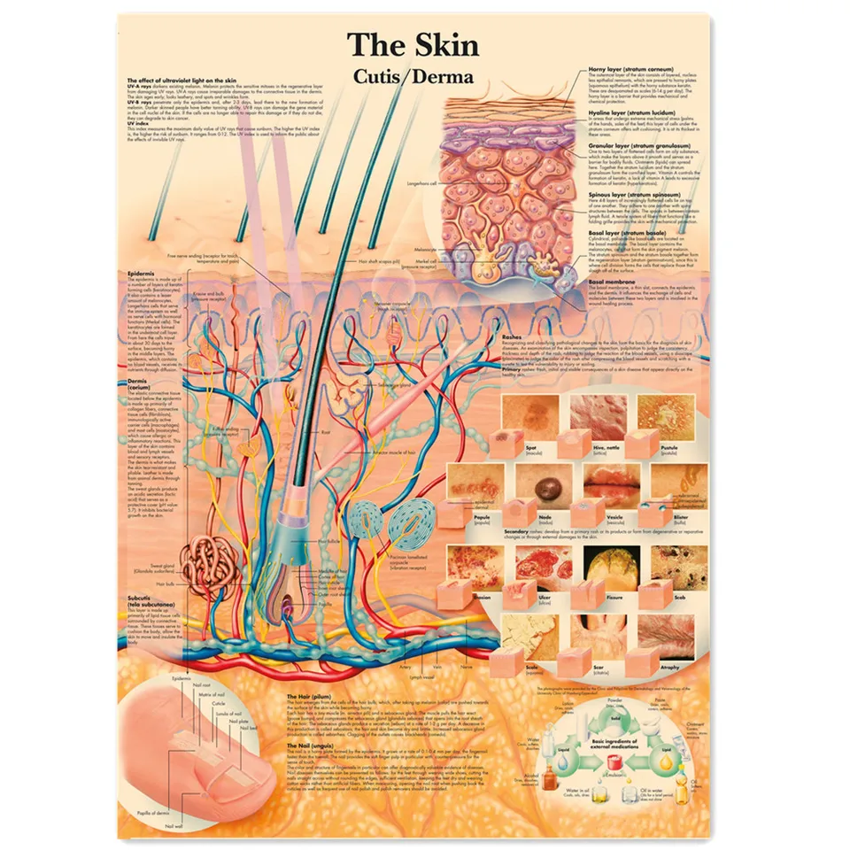 Skin cutis derma Vintage Medical Plaghts and Tlač ľudskej anatómie nástenná maľba nástenná maľba Hospital Klinika Domovod