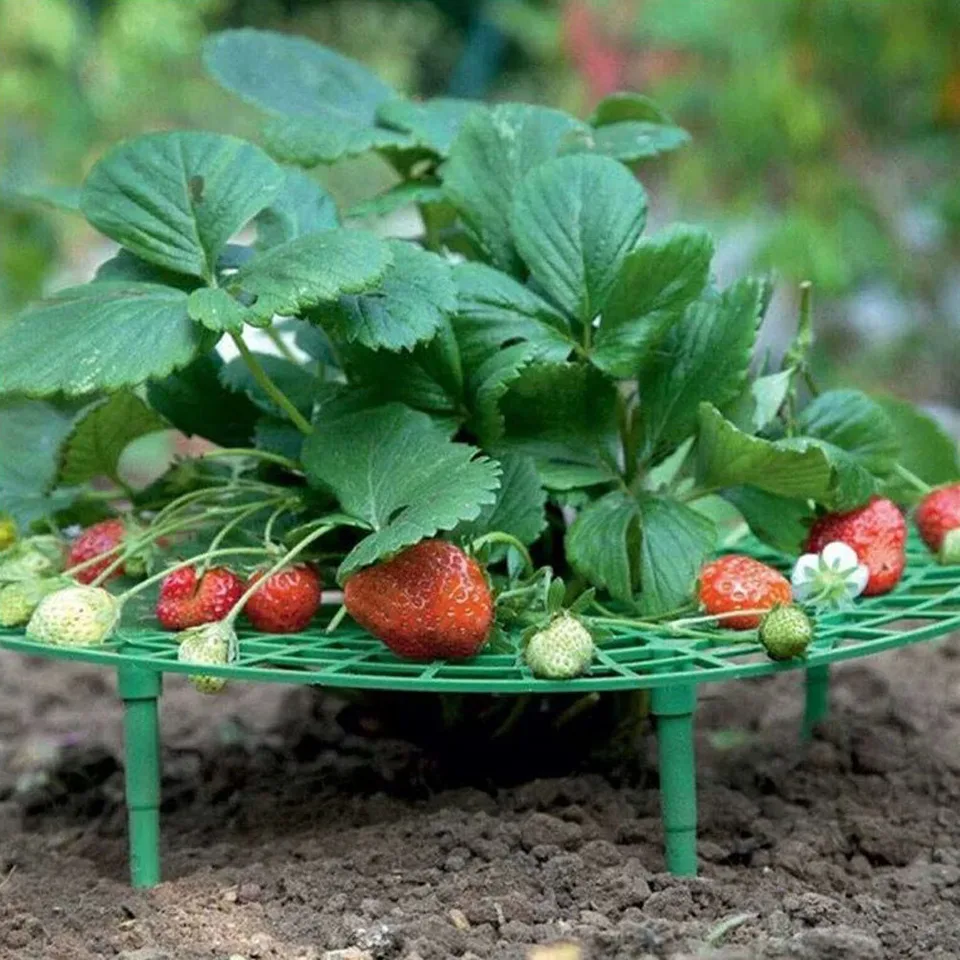 Strawberry Stand Rám držiak na balkón výsadba stojanu ovocná podpora rastliny kvetina lezenie vinič vinič stĺpku záhradníctvo stojan