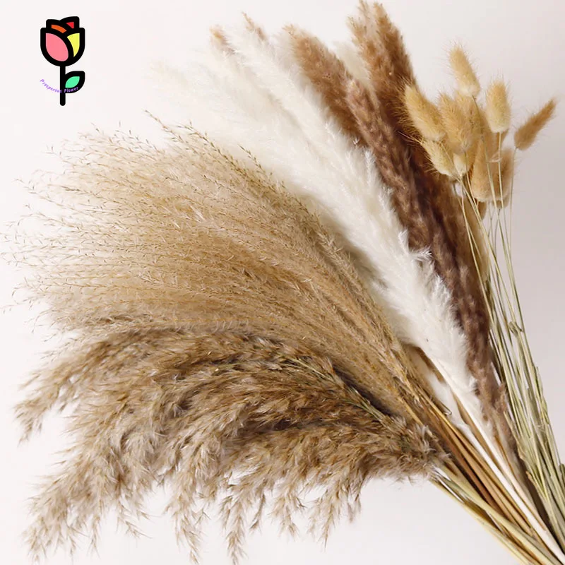 Sušené kvety Fluffy Pampas Grass Bunny Tail Grass Eukalyptus jesenná liónia kytica Domáci večierok Svadba Gypsophila izba dekorácie