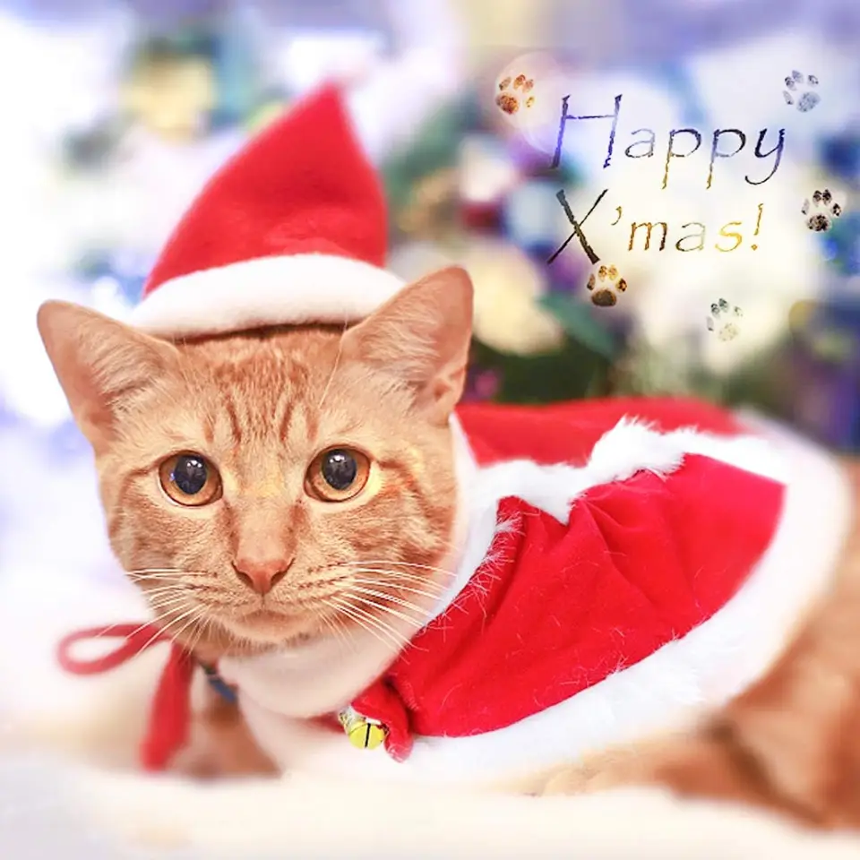 Tong Cat vianočný outfit santa klobúk s oblečením pre mačky psov vianočný kostým teplý vianočný plášť
