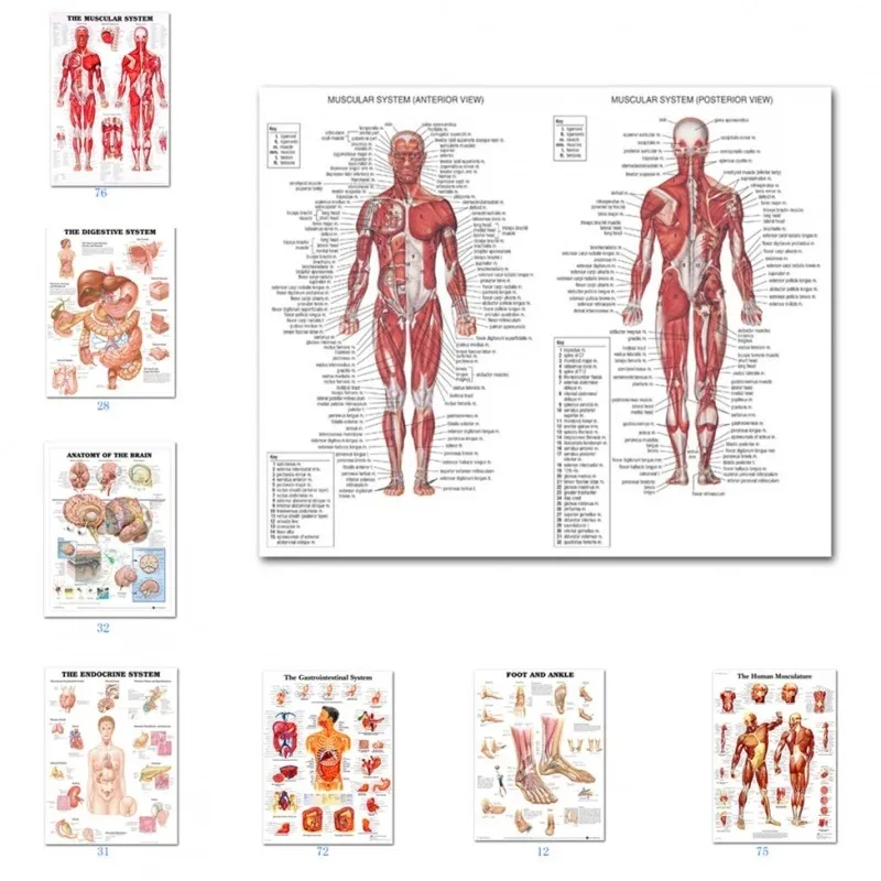 Vedecká nástenná svalová svalová schéma ľudská anatómia Diagram Medical Vzdelávanie Dodávky HD Olej na plátne plagáty a výtlačky domáci dekor