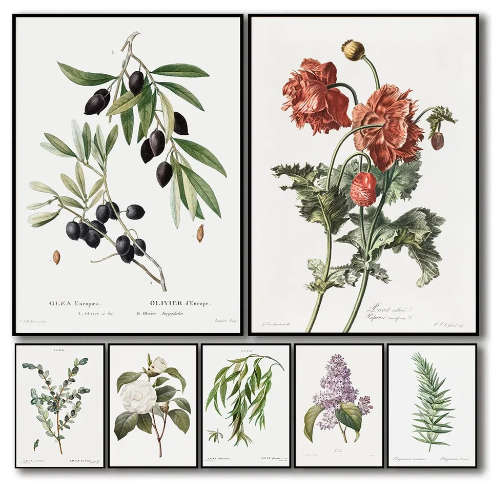Vintage starožitné bylinky Botanické plátno plagát Olive, maky, camellia, mater