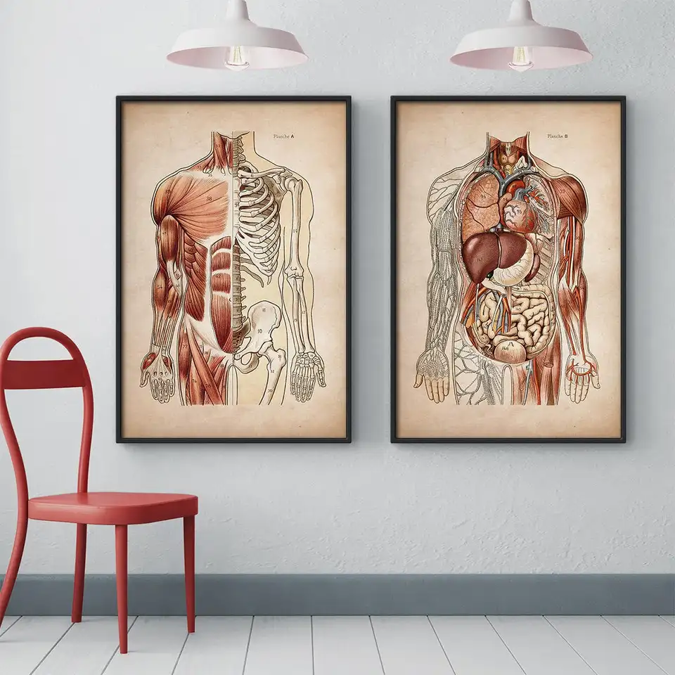 Vintage ľudská svalová anatómia Medical Clinic Wall Picture Skeleton Organ System Canvas tlač tela vzdelávanie plagát