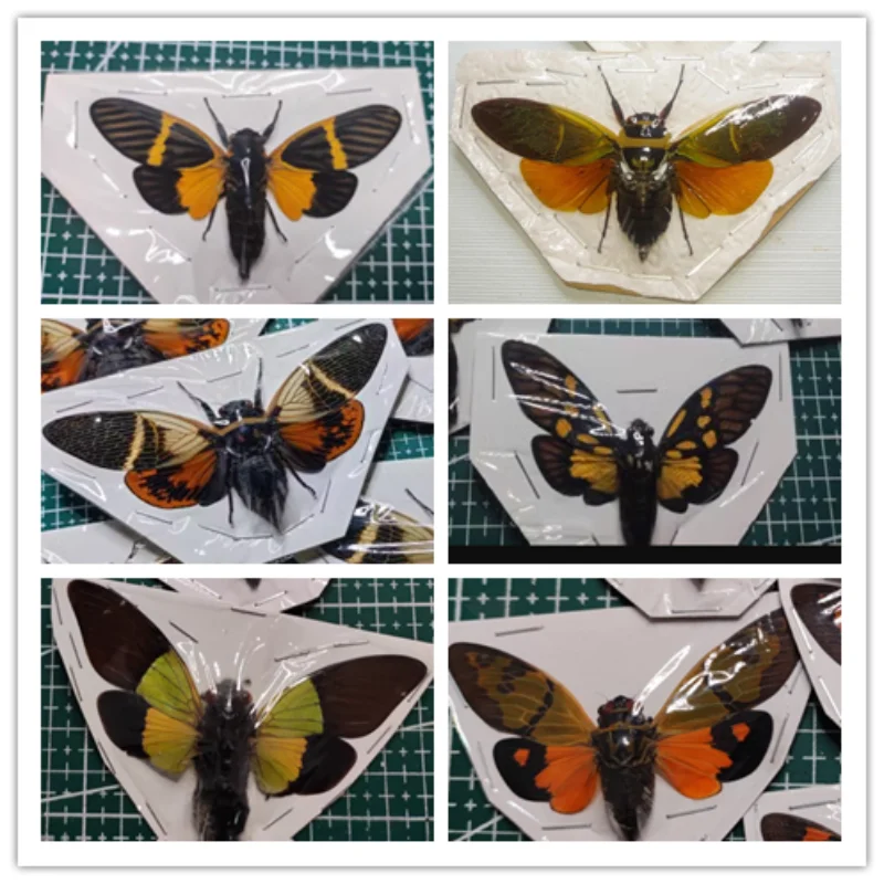 Vzorky skutočného hmyzu, výučba popularizácie vedy Cicada, fotografie, rekvizity, fotografia, zbierka, prírodné dary