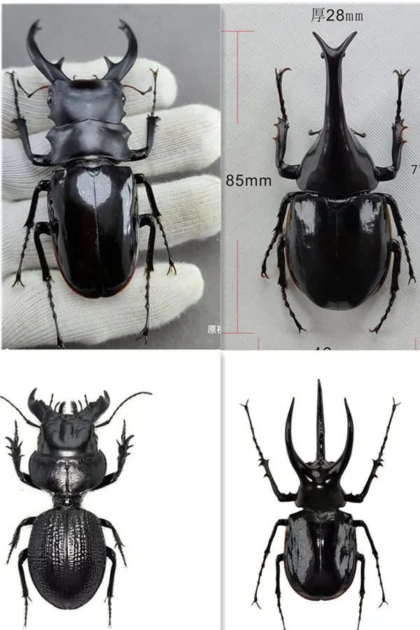 Xylotrupes gideon sumatrensis hmyz model odontolabis intermedia Animal Realistic chrobákovej chladničky Zbierka magnetu gk dekorácie darček