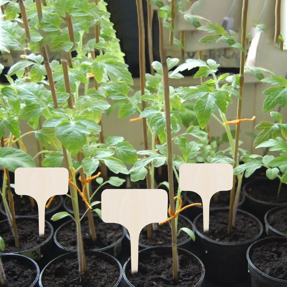 Značky rastlín Drevené značky rastlín značky Značky viacerých bambusových záhradných markerov bonsai semená kvetinové kvetinové vegetable šťavnaté náradie 10ks