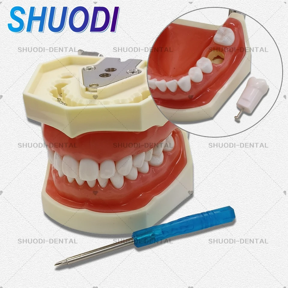 Zubný model zubov Gum zuby Model Štandardný demonštrácia zubného typodontského modelu s odnímateľnými zubnými zubami zubný darček darček
