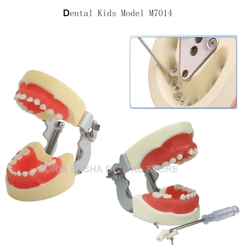 Zubný pediatrický štandardný model zubov Tyodont výučbový model M7014 Demonštrácia čeľuste zuby typodont model