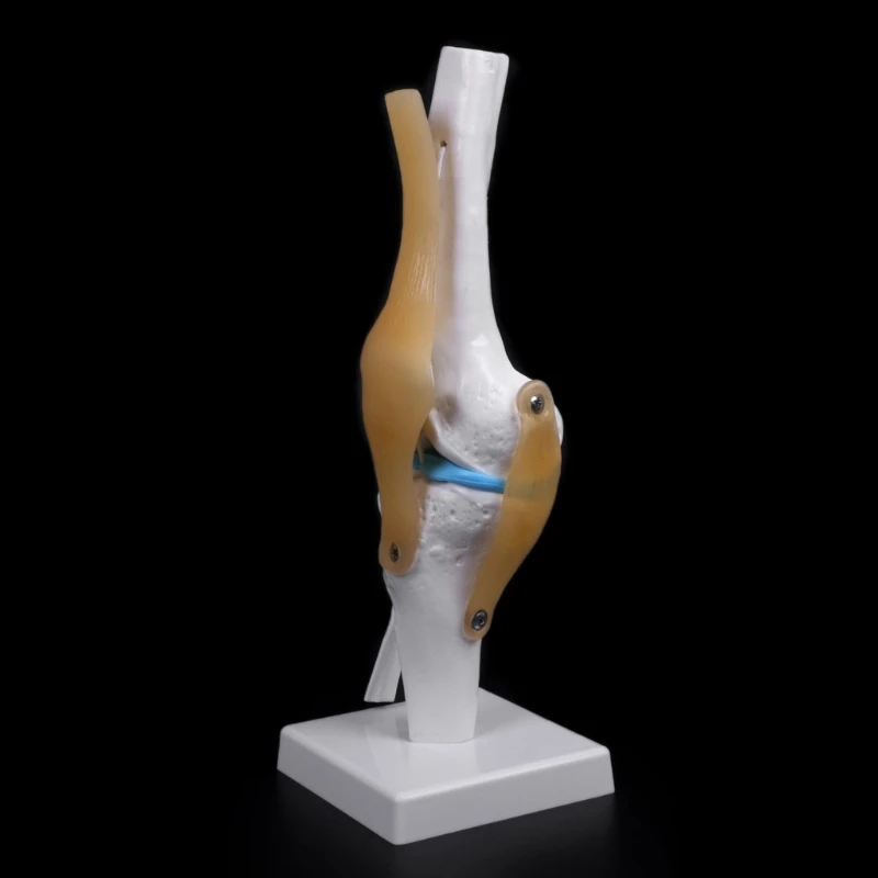 Ľudský anatomický kolenný kĺb flexibilný kostrový model Model Medical Learning Aid Anatómia