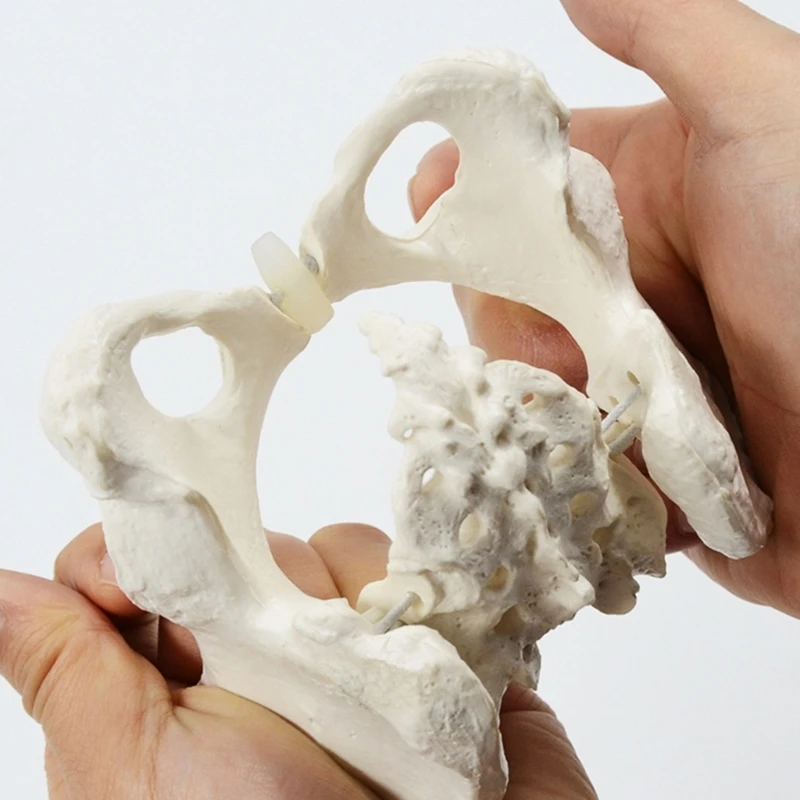 Životná veľkosť ženského panvy, flexibilný anatómový model, Anatomický model panvovej kosti hip kostí pre pôrodnú asistentku pre vedecké vzdelávanie